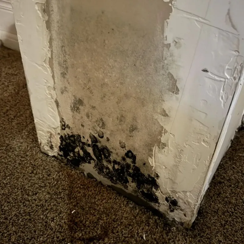 Professional Mold Removal in Leverett, MA